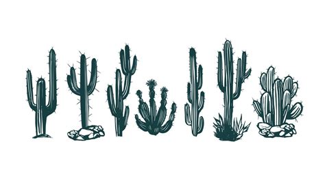 Cactus Set Hand Drawn Illustrations Vector 16220743 Vector Art At Vecteezy