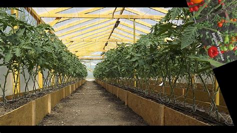 Схема посадки томатов в теплице, пытаемся расположить максимальное ...