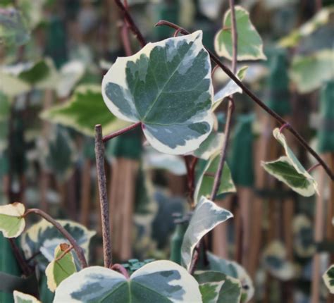 Hedera Colchica Dentata Variegata Ivy Litre Stewarts Garden Centre