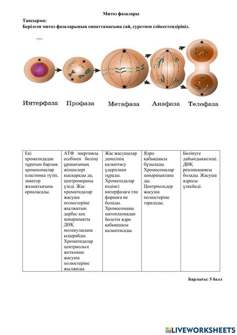 1819267 | Митоз фазалары | asemgul93 | LiveWorksheets