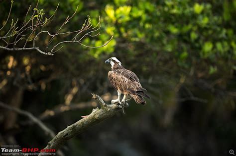 In search of the Legendary Swamp Tiger - Sundarbans Tiger Reserve ...