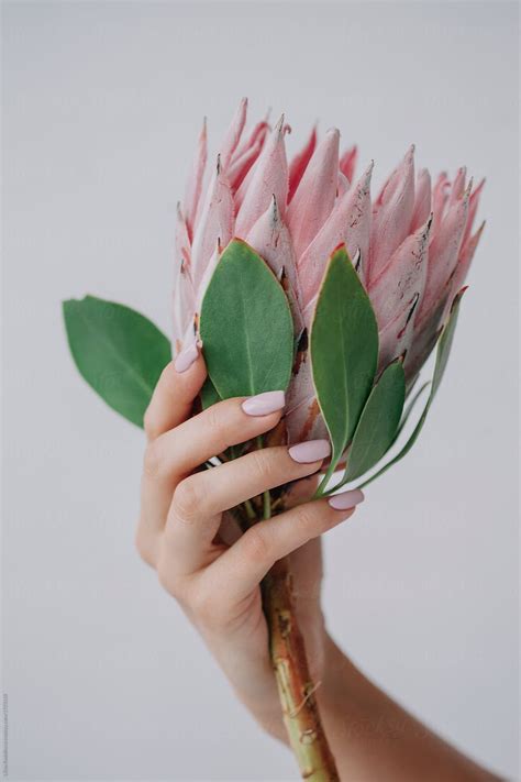 Crop Female S Hand Holding Protea Flower On White Background By