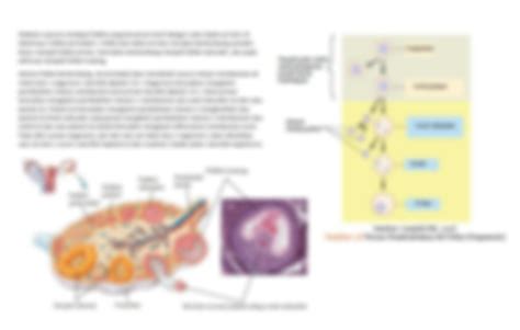 SOLUTION Spermatogenesis Oogenesis Studypool