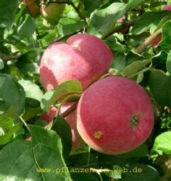 Buy Apple Trees Red Fruited Online Crj Fruit Trees Nursery Uk