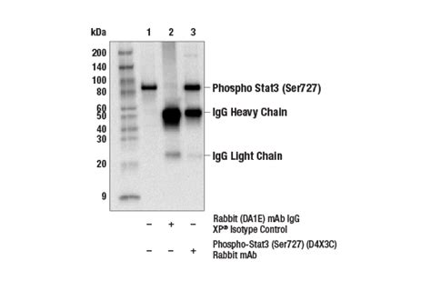 Phospho Stat3 Ser727 D4x3c Rabbit Mab Cell Signaling Technology