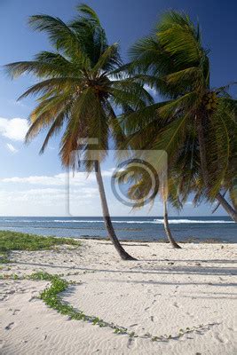 Cocotier au bord de la mer des caraïbes wall mural murals guadeloupe