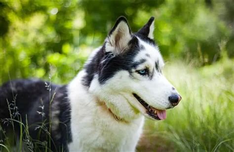 Agouti Siberian Husky - Dog That Looks Like A Wolf