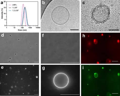 Characterization Of Lnps And Their Modification With Ambps A Dynamic