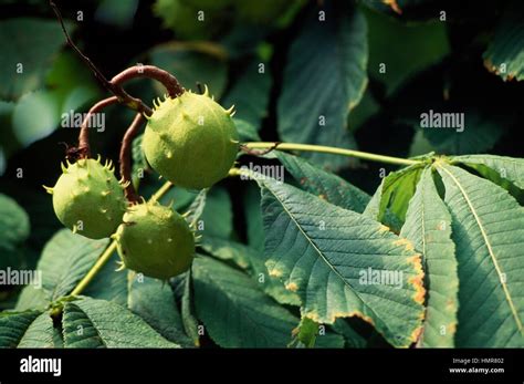 Horse Chestnut Or Indian Chestnut Specimens Aesculus Hippocastanum