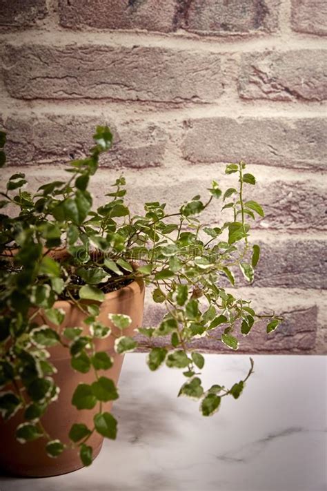 Green Plant In A Terracotta Pot Stock Photo Image Of Decorated Brick