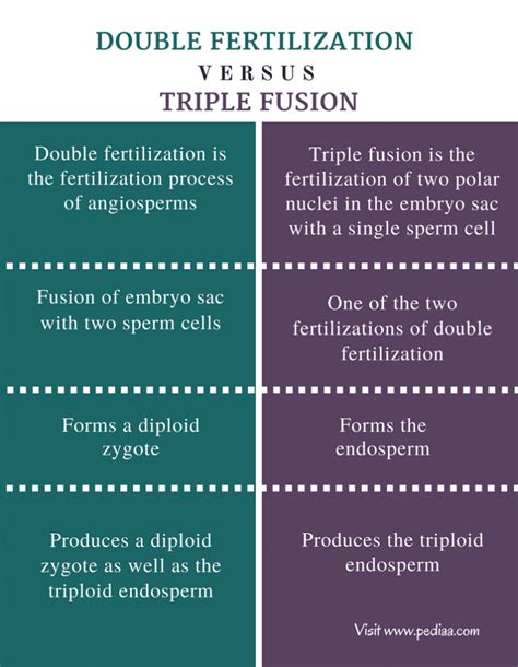 Difference Between Double Fertilization And Triple Fusion Definition