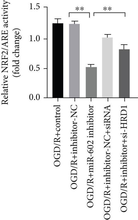 Hrd Silence Could Reserve Ogd R Induced Injury To Hbmecs At Mir