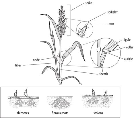 Wheat Plant Parts