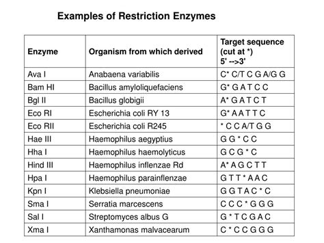 Ppt Restriction Enzymesendonucleases Powerpoint Presentation Free Download Id5702989