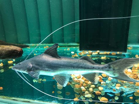 True Piraiba Catfish (Brachyplatystoma filamentosum) – Predatory Fins