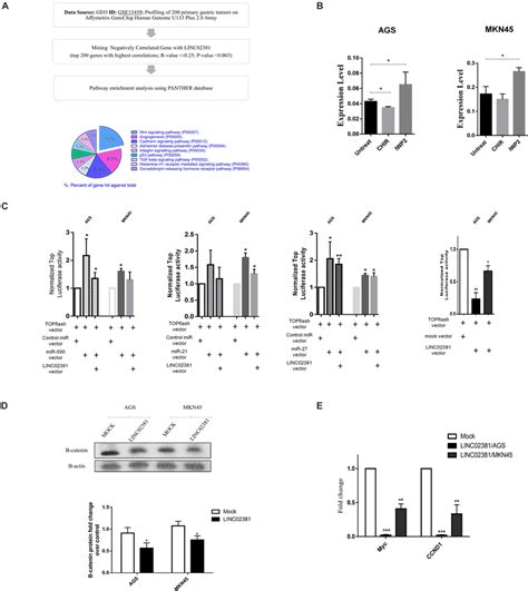 Association Of LINC02381 And Related MiRNAs Expression With Wnt