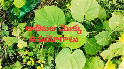 Atibala Plant Medicinal Uses Youtube