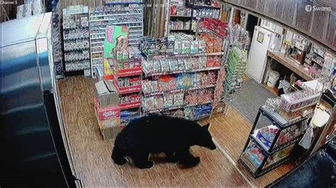 Black bear goes for gummy bears at Lake Cowichan store | Vancouver Sun