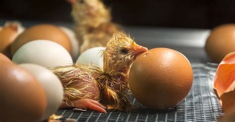 France To Bar Mass Killing Of Male Chicks From 2022 Says Minister