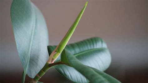 Why Are My Rubber Plant Leaves Falling Off How To Fix It