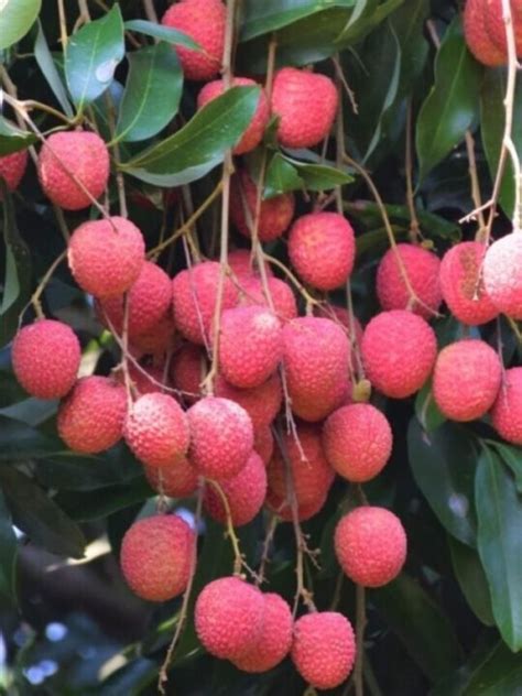 Best Litchi Varieties in India - The Hills Times