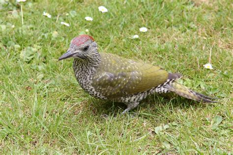 Green Woodpecker