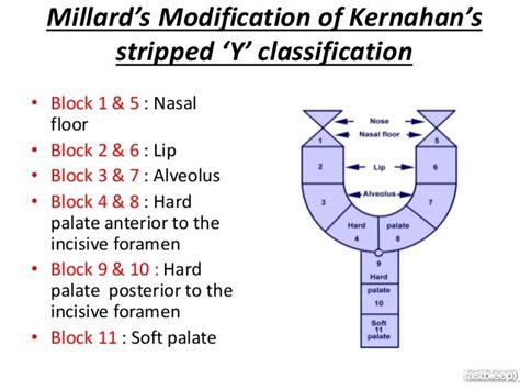 Cleft Lip And Palate Classification