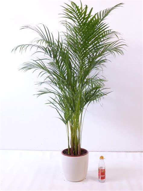 Gold Palm Tree Fruit 140 Cm Chrysalidocarpus Lutescens Areca Palm