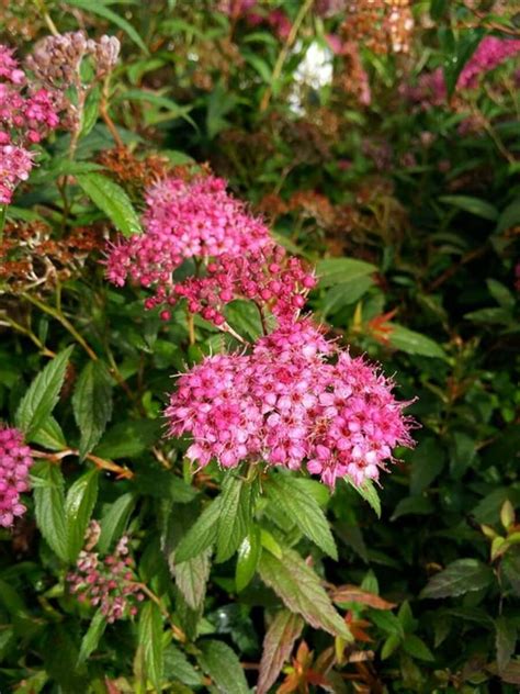 Spiraea Japonica Anthony Waterer 3L Van Arnhem Nursery