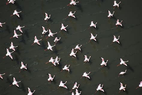 Lesser Flamingo Flock Taking Flight Photograph By Tim Fitzharris Fine