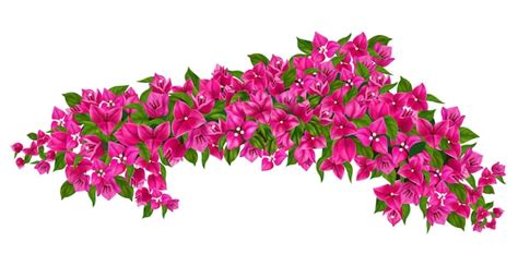 Bougainvillea Glabra Vektoren Und Illustrationen Zum Kostenlosen