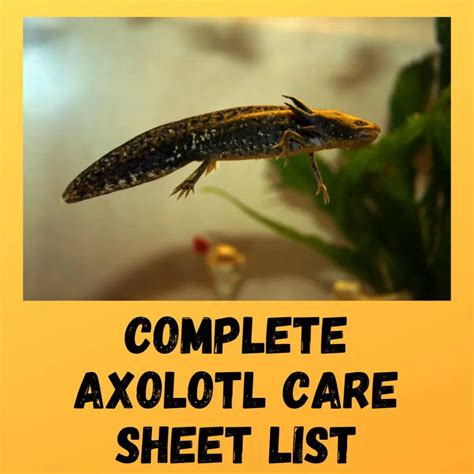 Axolotl Care List: Tank Set Up, Diet, Morphing & More