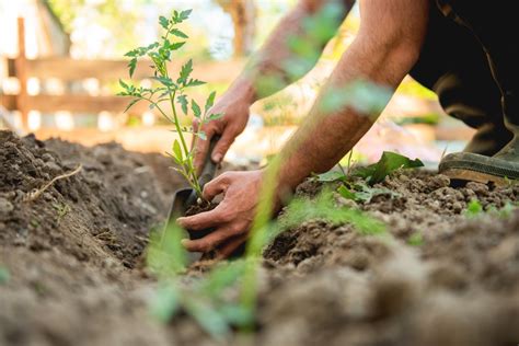 Canadian Tire Garden Centre is ready to help you get growing - Sault ...