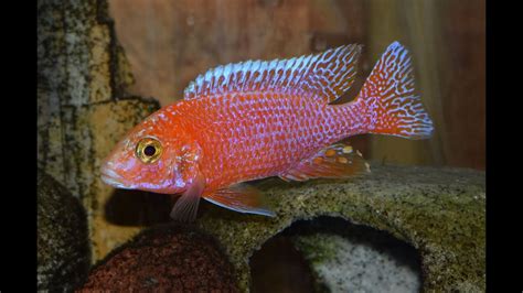 Dragon Blood Power Dragon Blood Peacock Cichlid Youtube