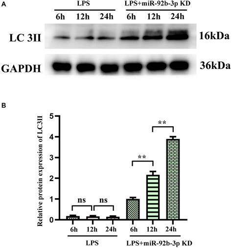 Mir P Influences Myocardial Injury In Septic Mice Through