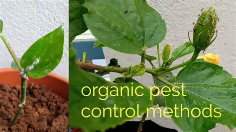 How To Control Pest In Your Plant In Tamil Organic Pest Control Methods In Tamil Youtube