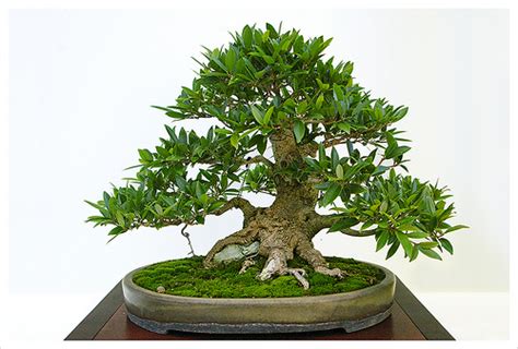 How To Take Care Of A Bonsai Tree For Beginners