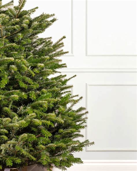 Buy Nordmann Fir Potted Christmas Tree Free Delivery Ukn Christmas Trees Direct