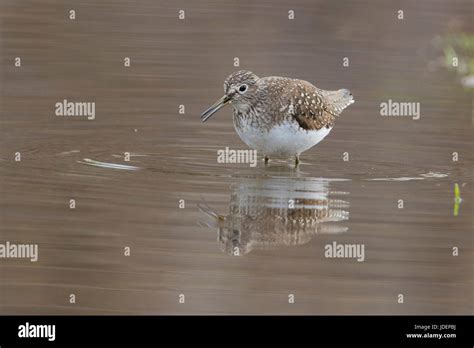 Solitary Sandpiper In Spring Stock Photo Alamy