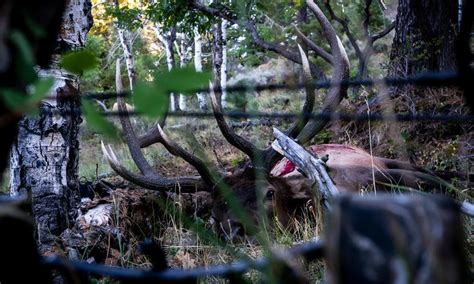 Elk Shot Placement Calling Elk Skre Gear