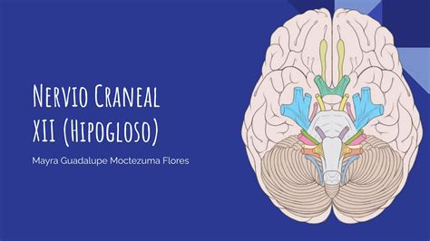 Nervio Craneal Xii Hipogloso Pdf