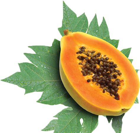 Papaya Png Transparent Image Download Size 661x630px