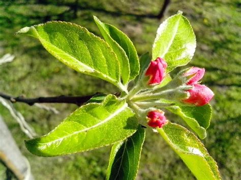 Foto Gratis Fiore Petali Tempo Di Primavera Albero Flora Bello Rami