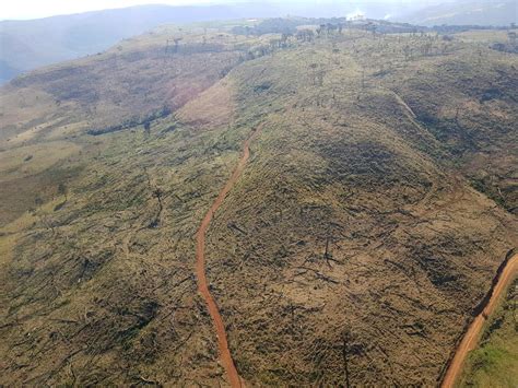 Operação Mata Atlântica encontra mais 121 hectares desmatados Jornal