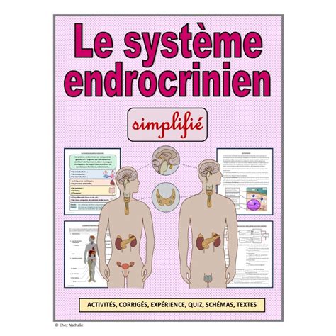 Le Syst Me Endocrinien Simplifi