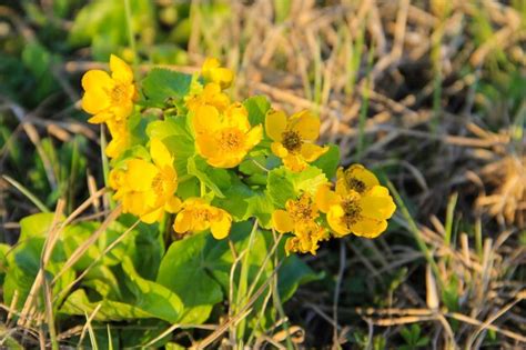 Premium Photo Marsh Marigold Caltha Palustris On Meadow