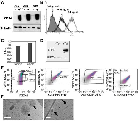 A Novel Platform For Attenuating Immune Hyperactivity Using Exo‐cd24 In