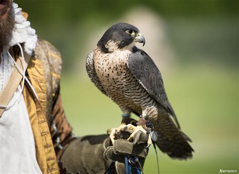 Peregrine On Tumblr