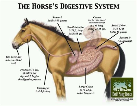 Labeled Horse Digestive System Diagram Digestive Anatomy Tra