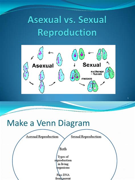 Asexual And Sexual Reproduction Venn Diagram Olgacambelle